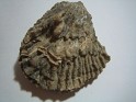 Unknown  Tunisia. Subida por Granotius